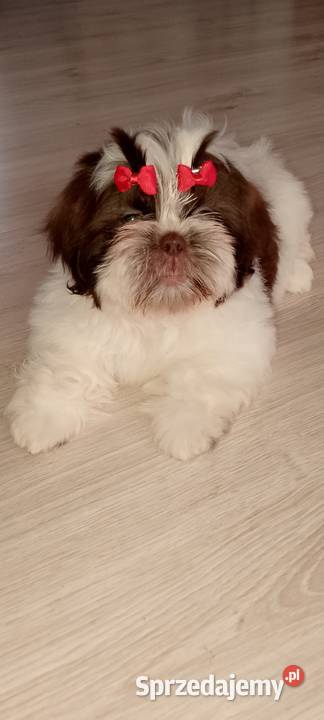 Biało czekoladowa suczka rasy ShihTzu wielkopolskie Kępno
