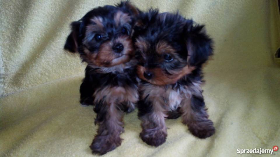 York szczenięta Yorkshire Terrier metryka chip Zwierzęta Żabno