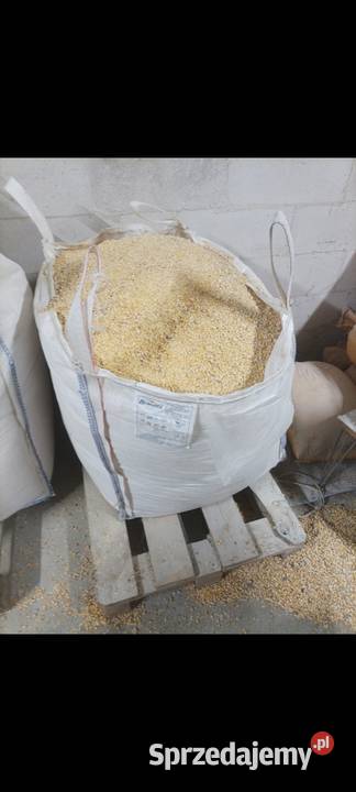 Kukurydza gnieciona pasza kur wysyłka Szerzyny sprzedam
