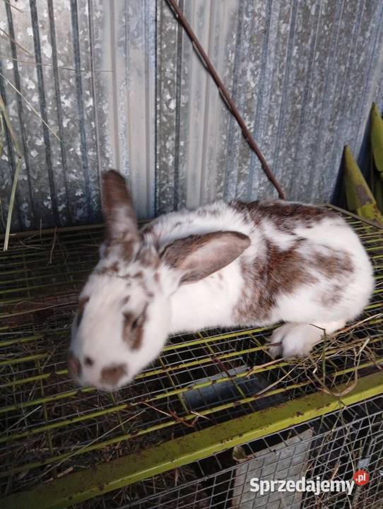 Sprzedam króliki