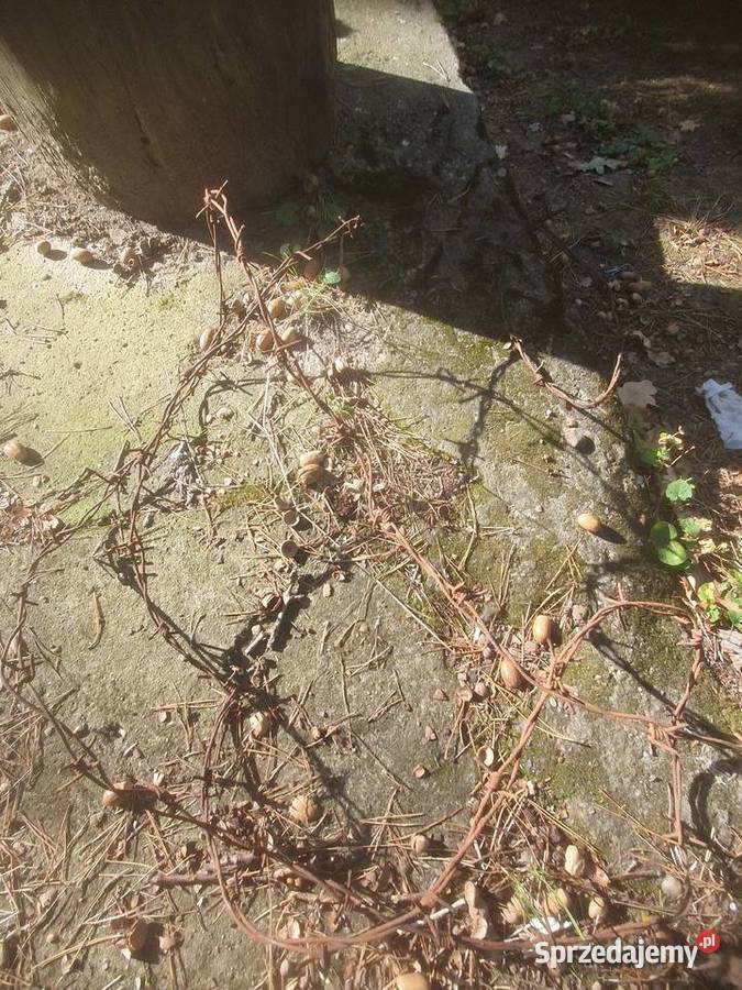 Drut kolczasty na stare ogrodzenie