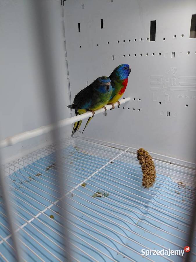 Łąkówki wspaniale Ptaki sprzedam