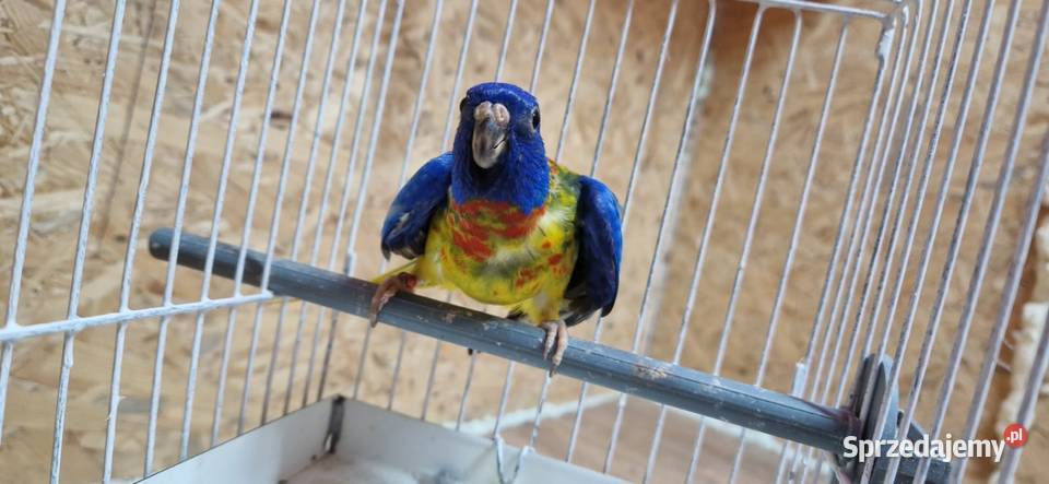 Łąkówki Wspaniałe samce śląskie Bujaków