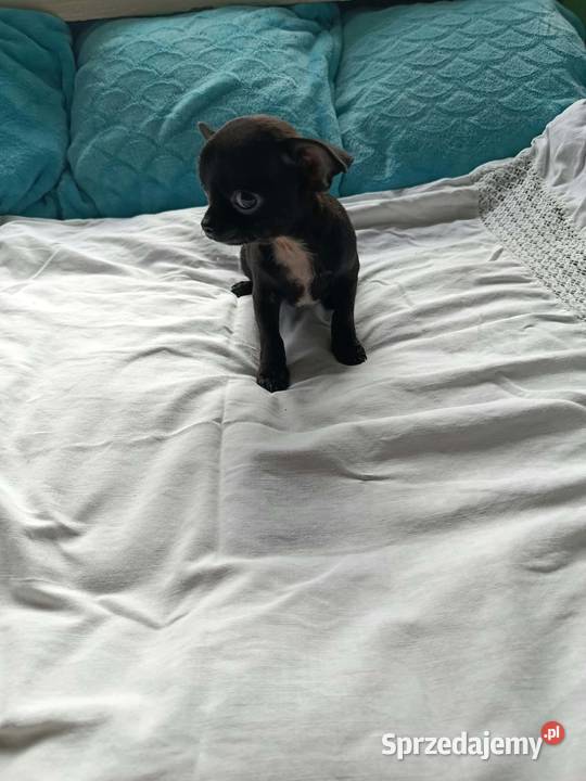Czarny piesek Chihuahua szuka kochającego domu Płońsk sprzedam