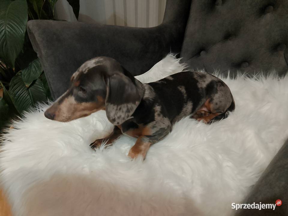 Jamnik Blue merle piesek mazowieckie