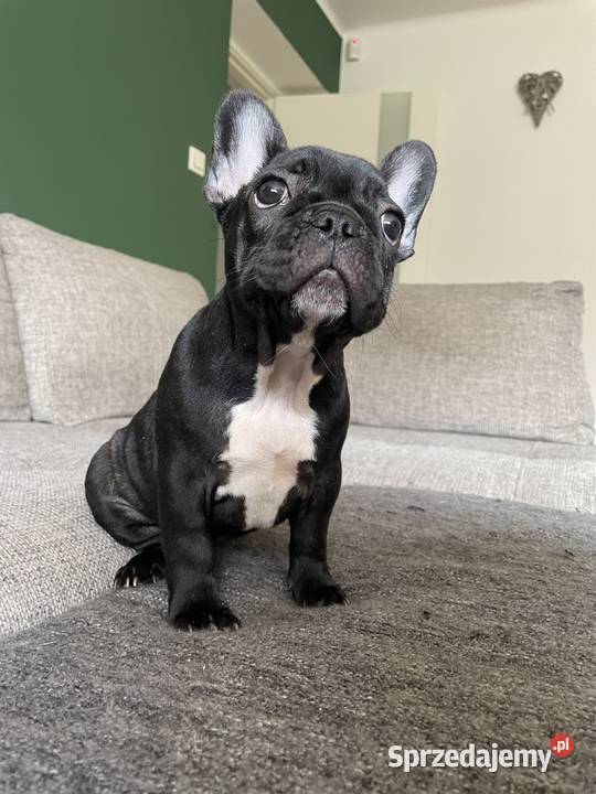 Buldog francuski szczenięta FCI Buldog Ząbki