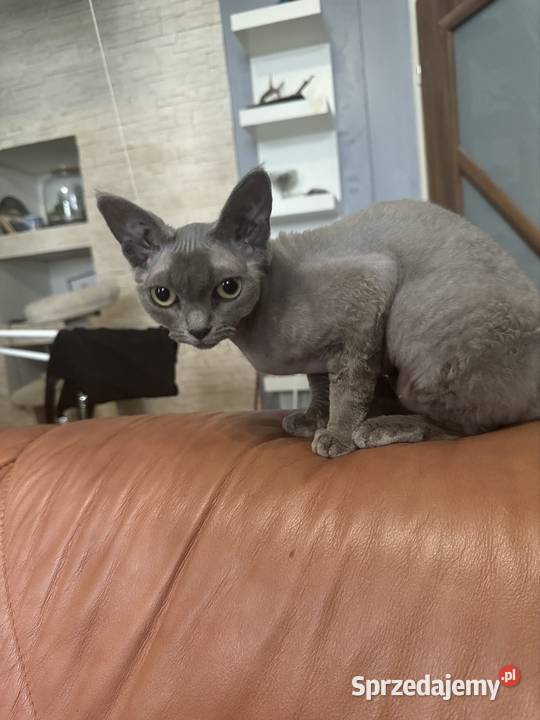 Kotka devon rex 15roku Łódź sprzedam
