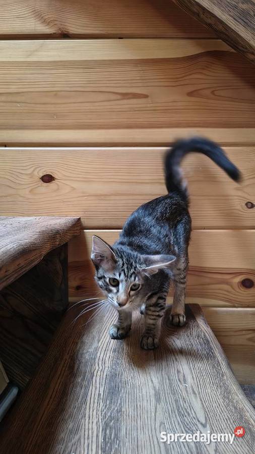 Kotka orientalna długowłosa Nidzica