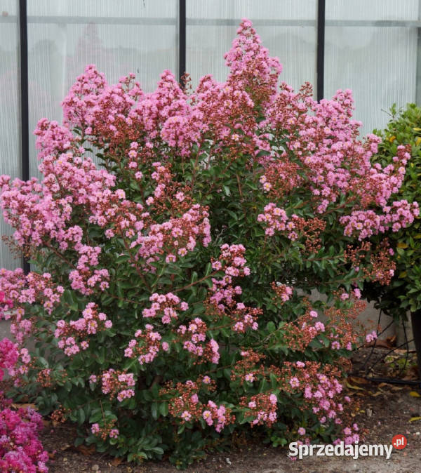 LAGERSTROEMIA EVELINE sadzonki w doniczkach kujawsko-pomorskie Ustronie