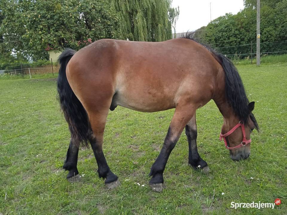 Sprzedam wałacha Murowana Goślina