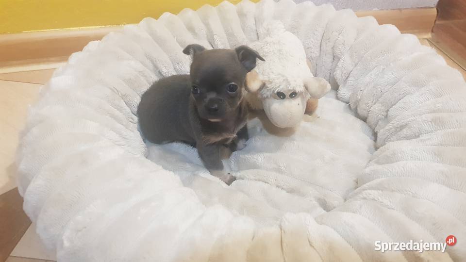 Śliczny piesek chihuahua Warszawy Płońsk