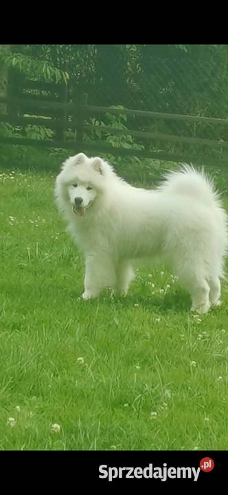 Samojed Samojedy FCI
