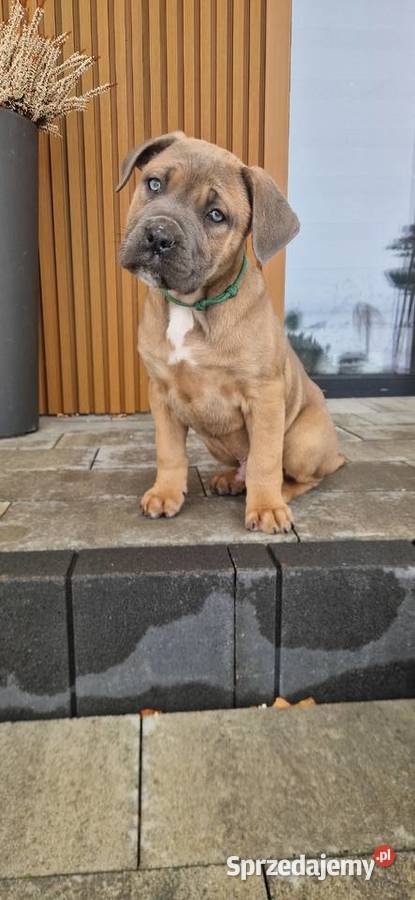Cane Corso rodowodowe Zwierzęta Bychawa sprzedam