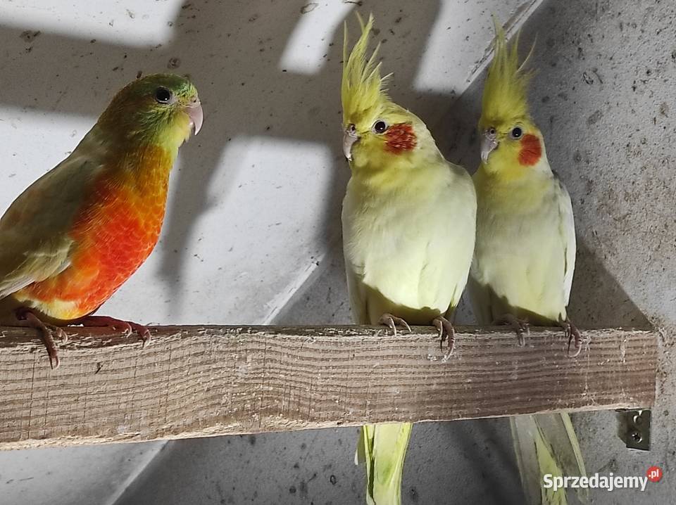 Świergotki samce i samice Ptaki Rębków sprzedam