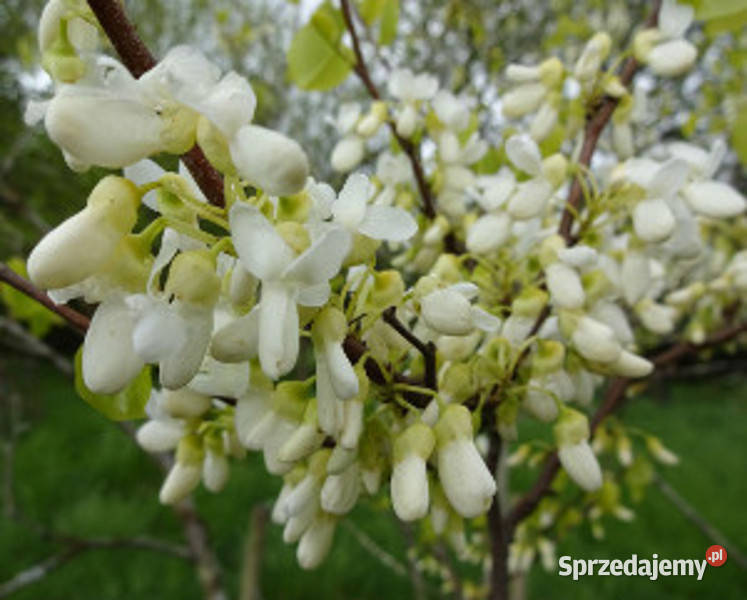 JUDASZOWIEC ALBIDA sadzonki w doniczkach Ustronie