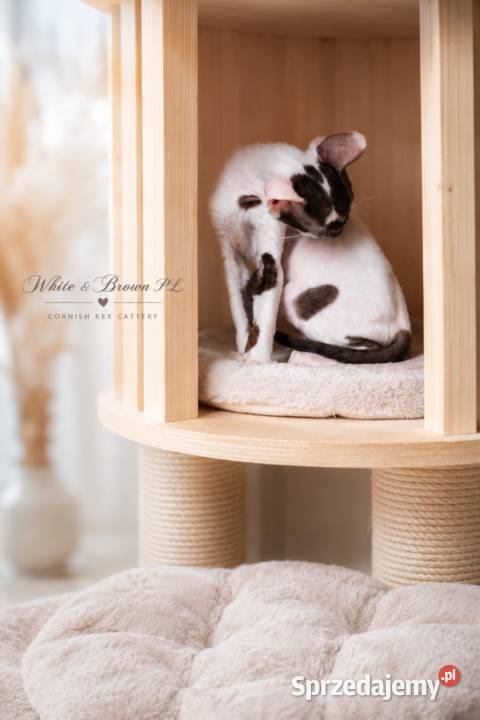 Cornish Rex kocurek arlekin gotowy do odbioru