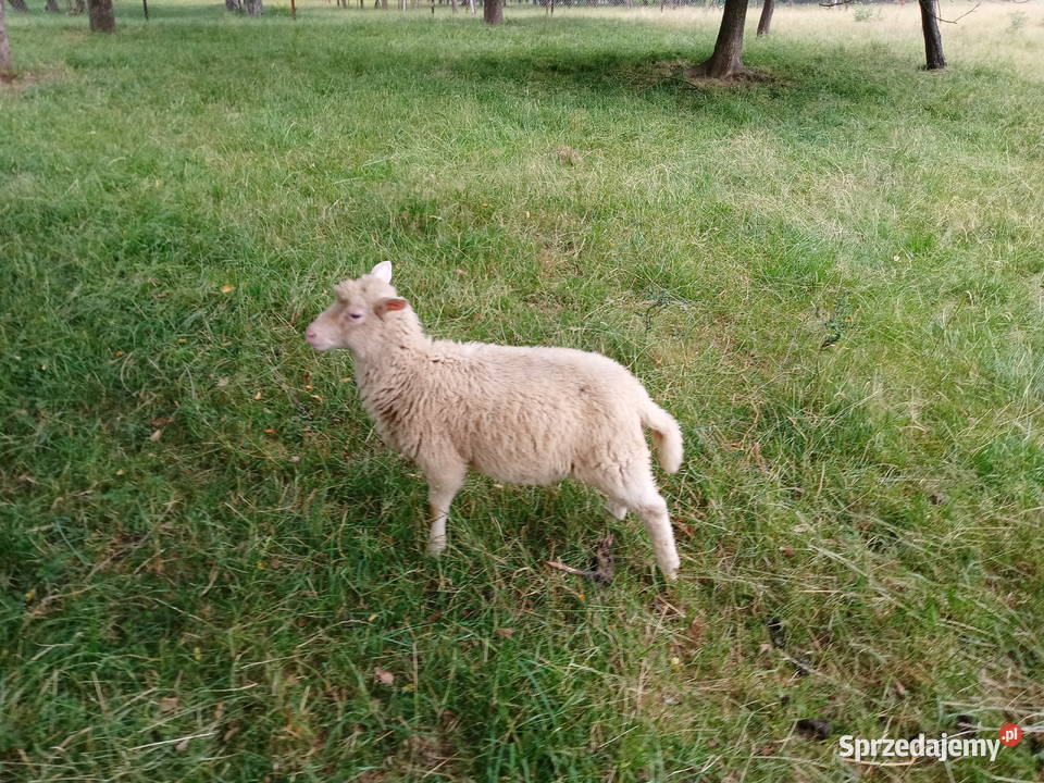 Sprzedam jagnięta Produkcja zwierzęca