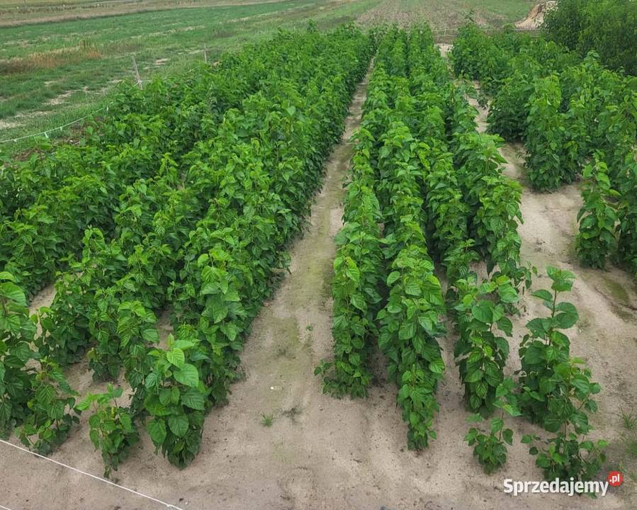 Klon katalpa hibiskus morwa modrzew Pozostałe lubelskie Puławy