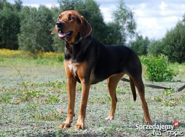 ogar polski szczenietarodowodowe Warszawa