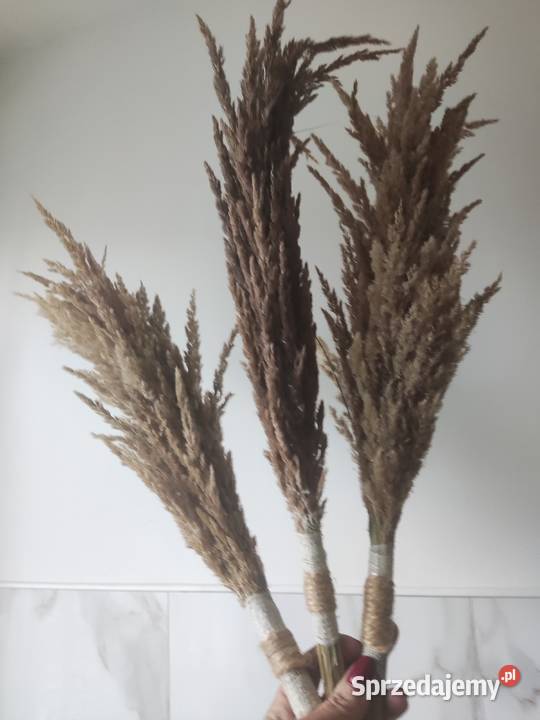 Suszone trawy palemki Kraśnik