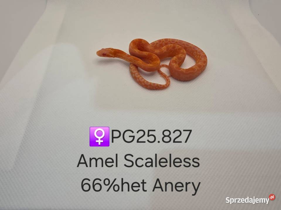 Wąż zbożowy samce i samice