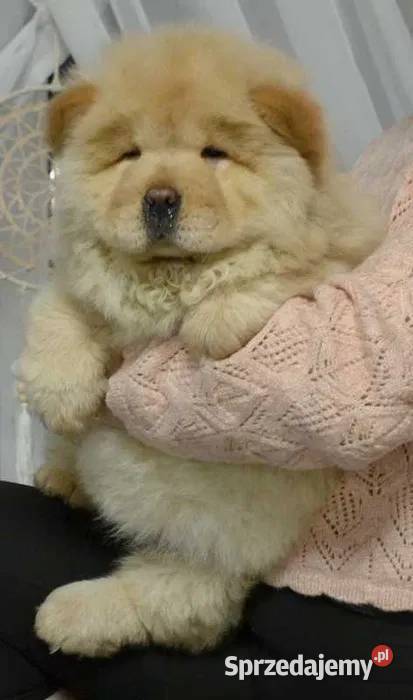 CHOW CHOW CZAU CZAU