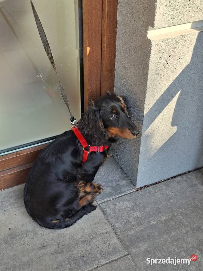 Jamnik długowłosy suczka 55 miesiąc Psy mazowieckie Żyrardów