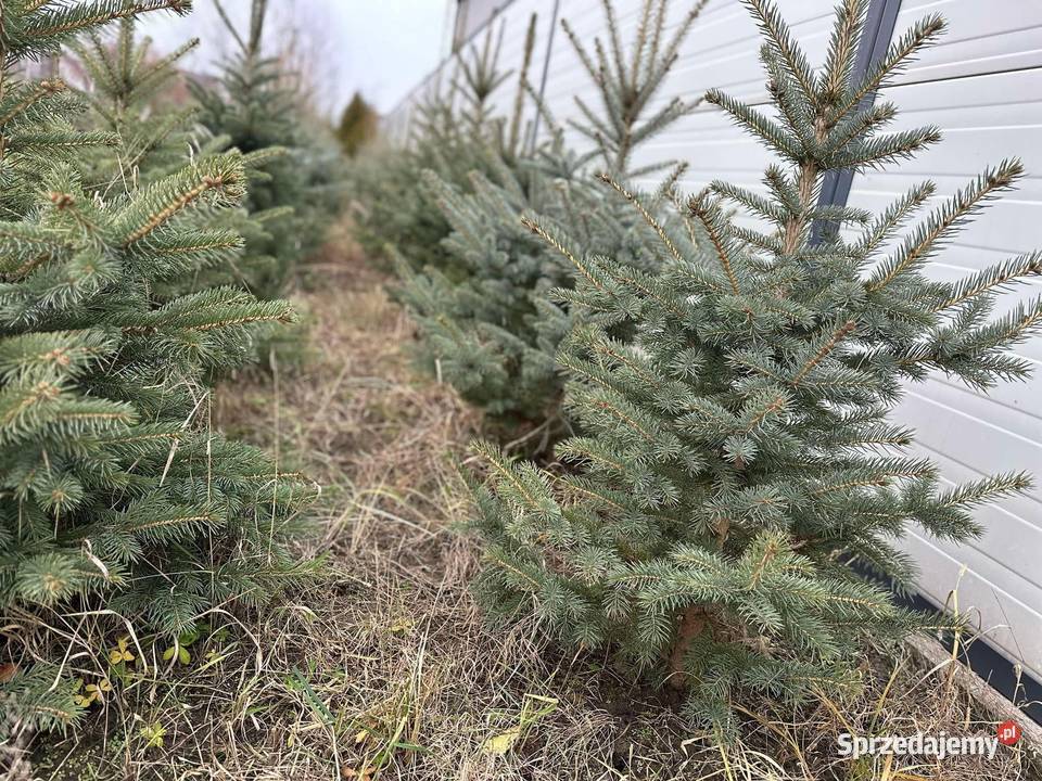 Choinki Jodła kaukaska świerk pospolity Radom
