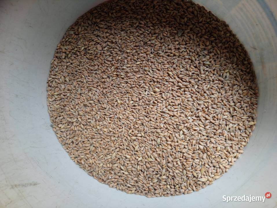 Pszenica ekologiczna jara MonsunSprzedaż jedynie Bukowa