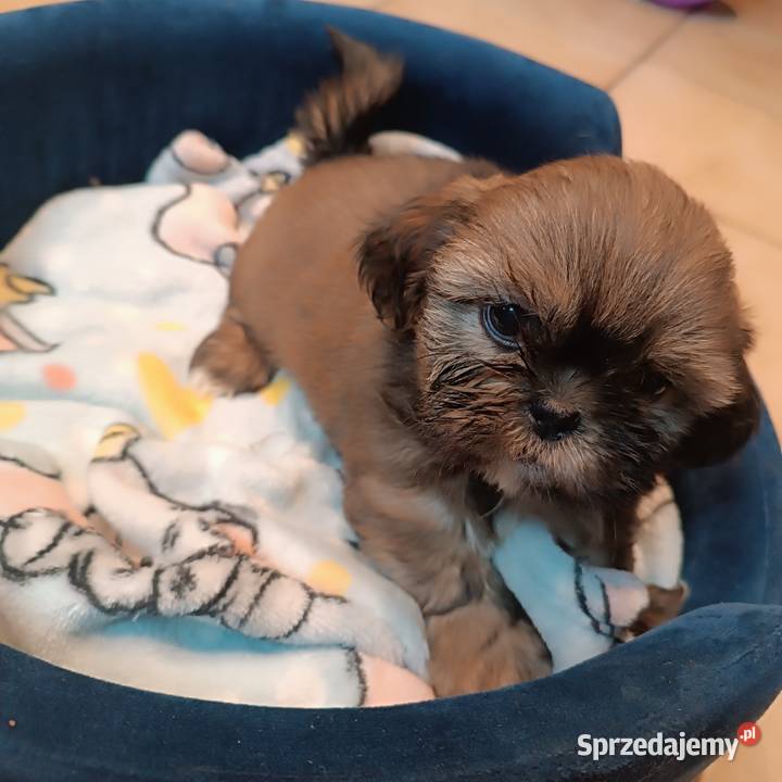 Shih tzu suczka Bolesławiec sprzedam