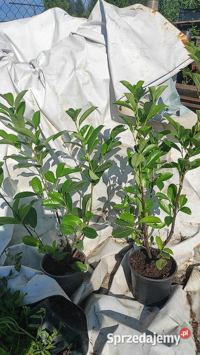 Laurowiśnia 70 Różne odmiany Owocowe podkarpackie Radymno