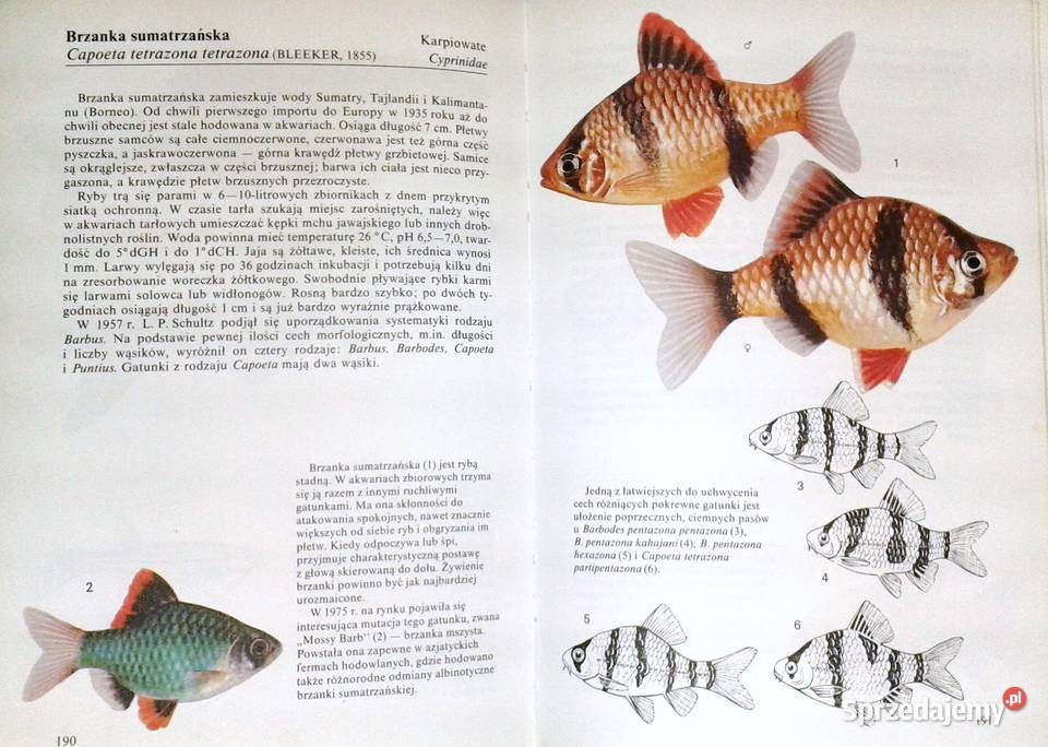 Ryby akwariowe Ivan Petrovicky lubelskie Chełm sprzedam