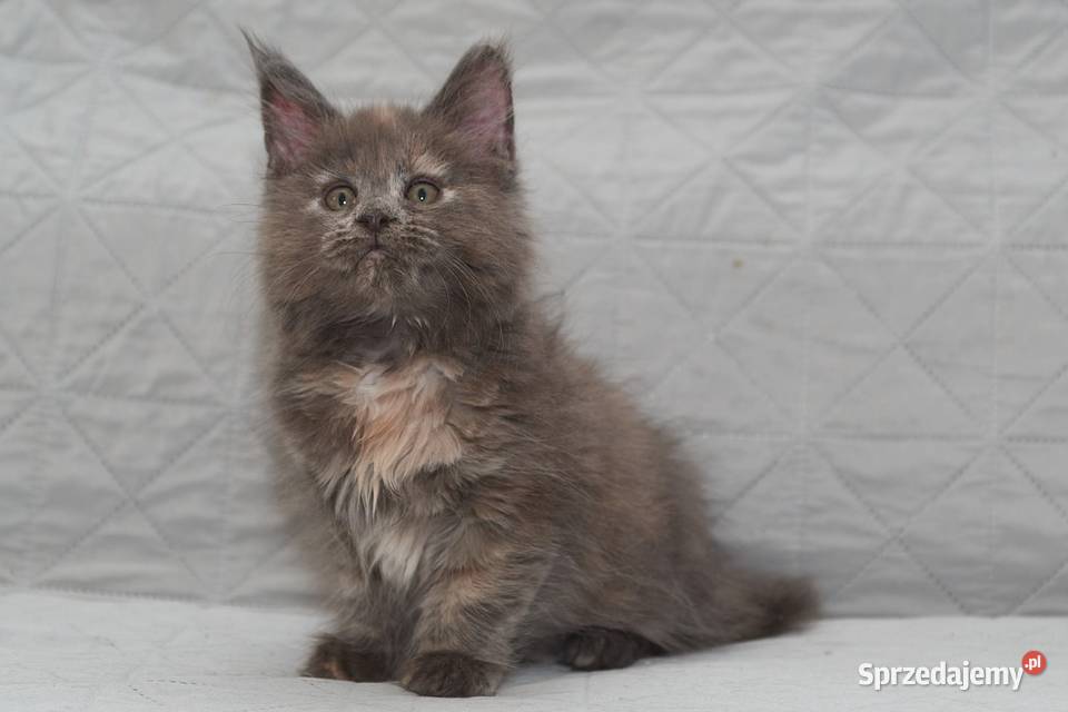 Maine Coon niebieska szylkretowa koteczka Jana