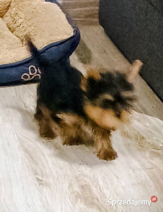 Yorkshire terrier Września