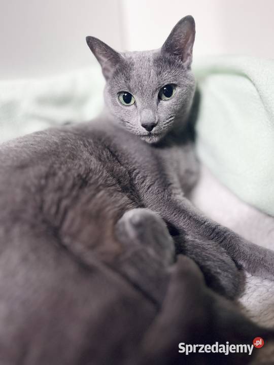 Kocięta Rrosyjskie Niebieskie WCF Rosyjski Łódź sprzedam
