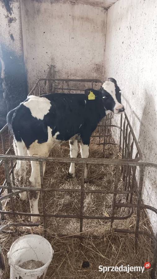 Cieliczka sprzedam