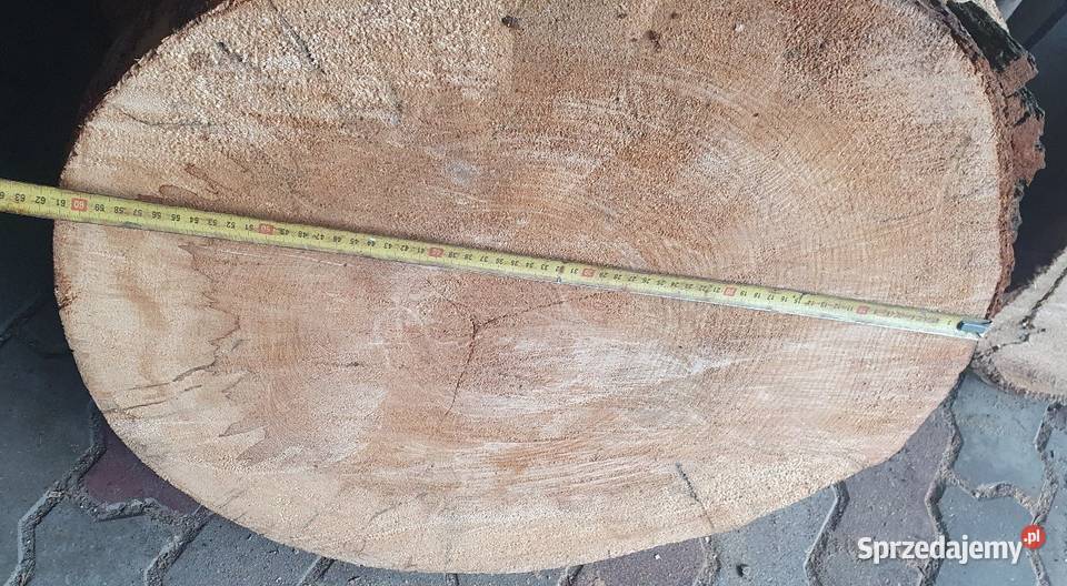 Plastry drzewa olcha