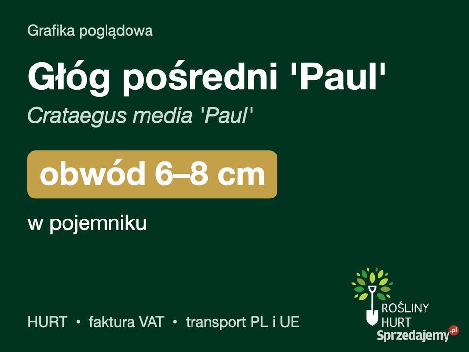 Głóg pośredni Paul obwód 68 w pojemniku HURT sprzedam