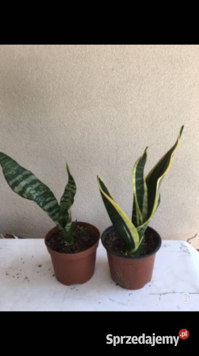 Sansewiera Bydgoszcz