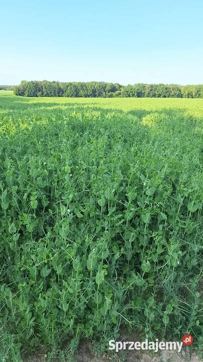 Groch Żółkiewka-Osada sprzedam