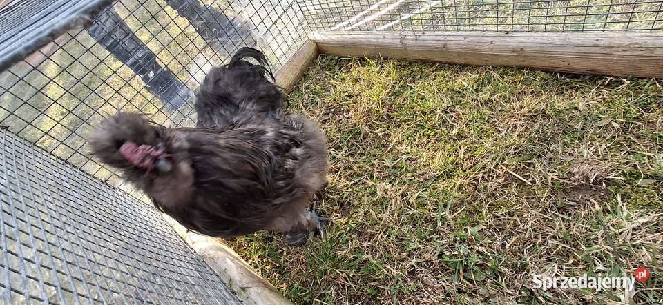 Kogut silki czekoladowy Ptaki Nowy Sącz