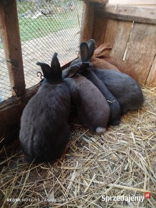 Króliki rasowe i hodowlane Dylągowa