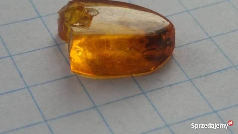 4mm owad w bursztynie rarytas okaz Pozostałe Suszec