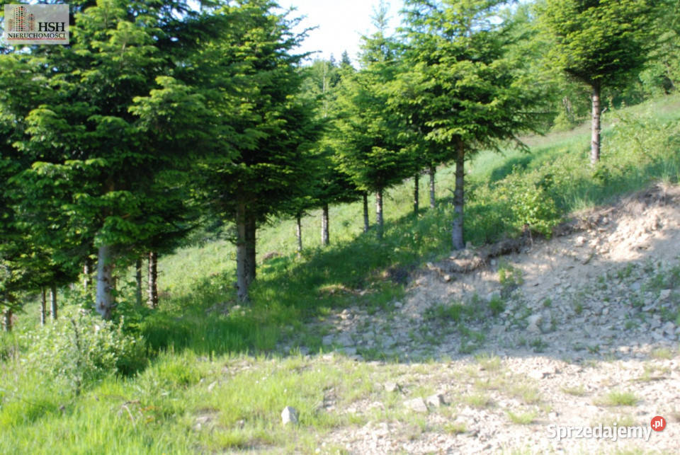 Do sprzedaży działka 14000m2 Żarnówka leśna