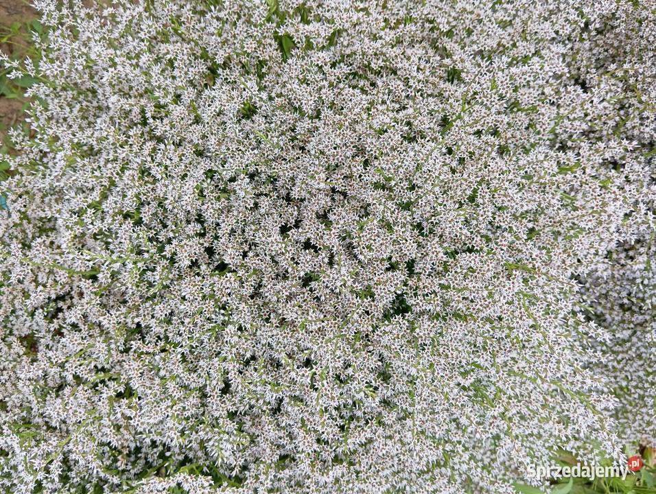 Zatrwian tatarski statica 2025 Pozostałe Izbica