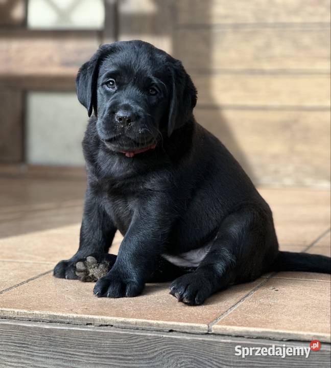 Labrador Retriever FCI szczenięta czarne i wielkopolskie Przygodzice