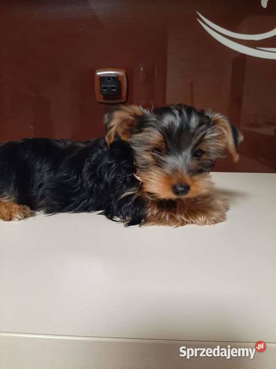 Piękne yorki Lublin