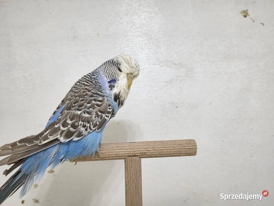 Faliste Wpf para Zwierzęta