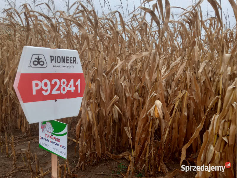 Nasiona kukurydzy Pioneer P92841 FAO Z260 K270 Witkowo