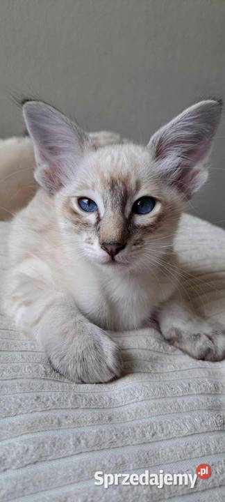 Zapowiedź miotu rasowych kociąt Balijskich z Gdańsk